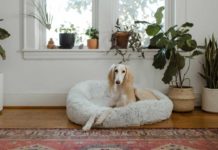 Some-of-the-Best-Cooling-Dog-Beds-for-Hot-Dogs,-Puppies,-and-Other-Pets-on-digitaldistributionhub