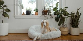 Some-of-the-Best-Cooling-Dog-Beds-for-Hot-Dogs,-Puppies,-and-Other-Pets-on-digitaldistributionhub