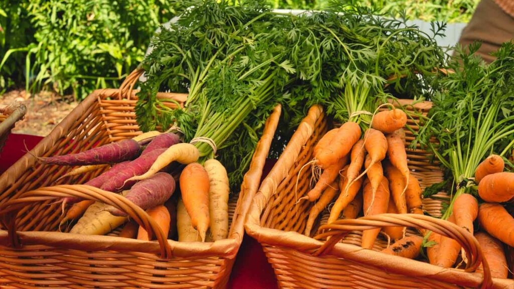 Carrots-Rooted-in-Health-–-A-Comprehensive-Growing-Guide-on-digitaldistributionhub