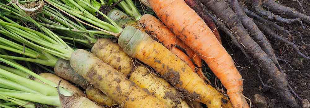 Choosing-The-Right-Carrot-Varieties