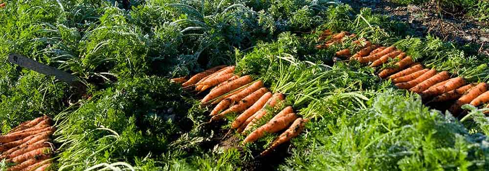 Harvesting-And-Storing-Carrots