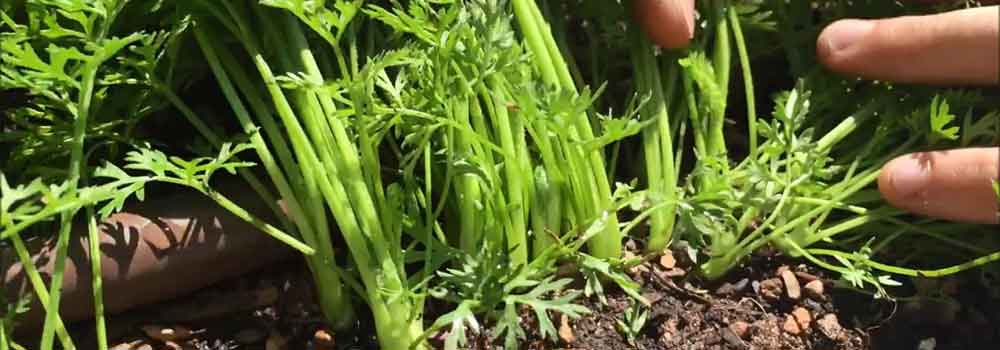 Planting-And-Thinning-Carrot-Seedlings 