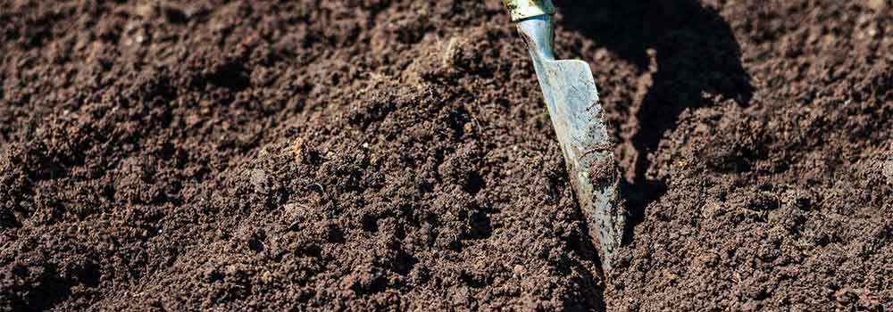 Preparing-The-Soil-For-Carrot-Cultivation 